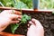 hands male gardener cultivate geranium plant in balcony box