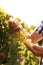 Hands of a man carefully holding grapes