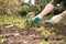 Hands of man gardening small plants on field