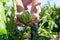 The hands of a man holding an unharvested artichoke from a plant. Food care and quality control concept. Organic farming, caring