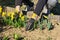 Hands of man who is doing some garden care weed out round the daffodil flowers