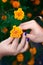 Hands of a marriage couple hold a marigold flower on which wedding rings lie. Two gold rings on field of autumn flowers.