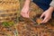 Hands of men cutting edible mushroom knife