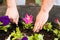 Hands Of Men Farmer Put Seedling Flowers Petunia In Garden.