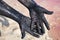 Hands of men smeared black mud. Close-up. At lake Las Salinas, Torrevieja. Spain.