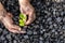 hands of a miner planting a green plant on a coal heap, Environmental concept, carbon free, climate goal, Energy industry