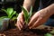 Hands nurture sansevieria, new soil fosters growth, care in close up