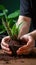 Hands nurture sansevieria, new soil fosters growth, care in close up