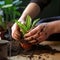 Hands nurture sansevieria, new soil fosters growth, care in close up