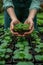 Hands nurturing young plant seedlings. Sustainable agriculture and growth concept