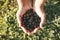 Hands offering some berries on a green grass background