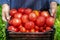 Hands of an old gardener with a basket of collected vegetables in the garden. senior farmer prepared a crop of ripe tomatoes in a