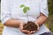 Hands of an old woman hold a sprout of a tree. Planet conservation