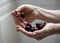 Hands of an old woman holding berries