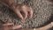 Hands of a old woman sorting through arabica coffee beans, quality control and selection on coffee plantation factory of