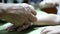 Hands of old woman waving a white string  Sai Sin  around her granddaughter wrist - Thai traditional blessing from an elder one