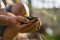 hands of an older man holding a piece of land with a plant, concept of taking care of the planet and reforestation