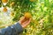 Hands of the owner of the orange orchard checking the quality of the tangerine produce with bokeh background in Chiang Mai