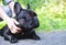 Hands of owner petting a dog. Owner caressing gently her french bulldog. Cute dog looks at someone lying on a treadmill