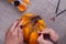 Hands paint a homemade papier mache pumpkin in orange for an autumn holiday, a hobby for children