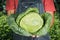 Hands of a peasant with a head of fresh green cabbage. A farmer with a cabbage crop in his hands