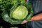 Hands of a peasant with a head of fresh green cabbage. A farmer with a cabbage crop in his hands