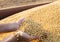 Hands of peasant holding soy beans