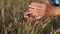 Hands of a peasant woman pouring wheat grains from hand to hand on the wheat field