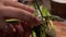 Hands peel stems of green asparagus with knife