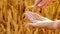 Hands peeling spickelet\'s shell on cereal field