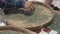 Hands of a people sorting through arabica coffee beans in round wicker threshing basket or bamboo sieve, quality control