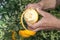 Hands of a person peeling fresh fruit from the orange tree in summer garden. The concept of healthy eating organic fruits and raw