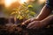 hands of a person planting a plant