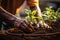 hands of a person planting a plant