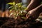 hands of a person planting a plant