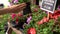 Hands pick petunia flower pot from shelf at garden plant store