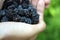 Hands picking blackberries during main harvest season. Berry macro background