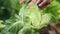 Hands picking a cabbage in vegetable garden, close up