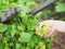 Hands are picking Cowslip creeper,Cowslip creeper, Telosma minor Craib name vegetable yellow green flower