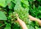 Hands picking herb at garden