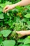 Hands picking herb at garden