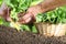 Hands picking lettuce with basket, plant in vegetable garden, cl