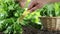 Hands picking lettuce with basket, plant in vegetable garden, close up