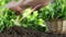 Hands picking lettuce with basket, plant in vegetable garden, close up