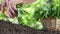 Hands picking lettuce with basket, plant in vegetable garden, close up