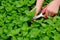 Hands picking mint plant
