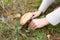 Hands picking mushroom in autumn forest