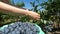 Hands Picking Organic Ripe Blueberries During Harvest time with Sun Shining