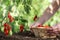 Hands picking tomatoes from plant to vegetable garden