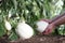 hands picking white eggplant from the plant in vegetable garden, close up